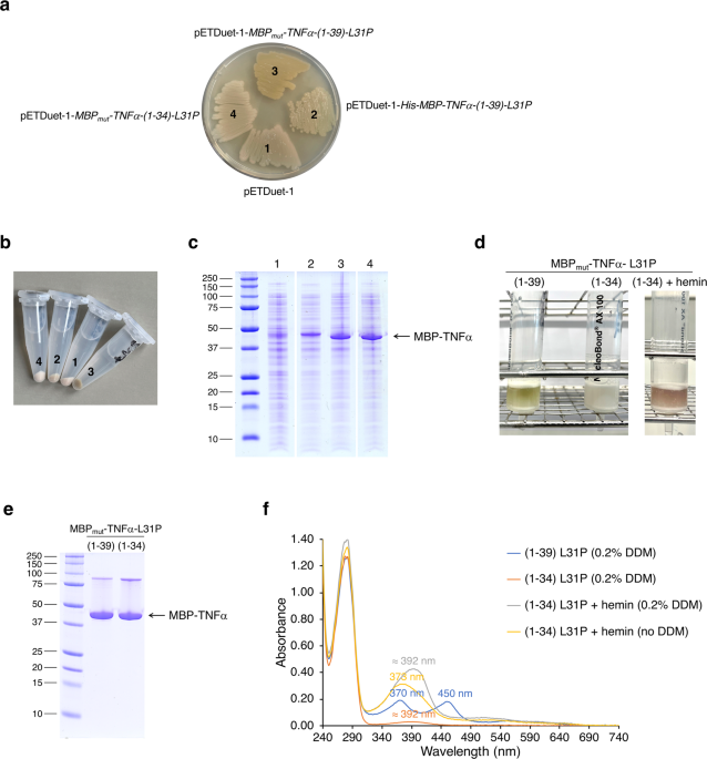 In vivo characterization of the bacterial intramembrane-cleaving protease  RseP using the heme binding tag-based assay iCliPSpy