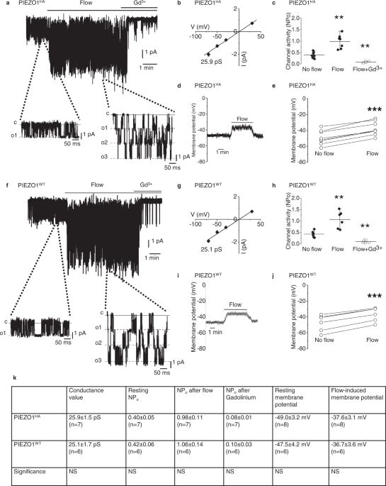 PIEZO1 and PECAM1 interact at cell-cell junctions and partner in ... - Nature.com