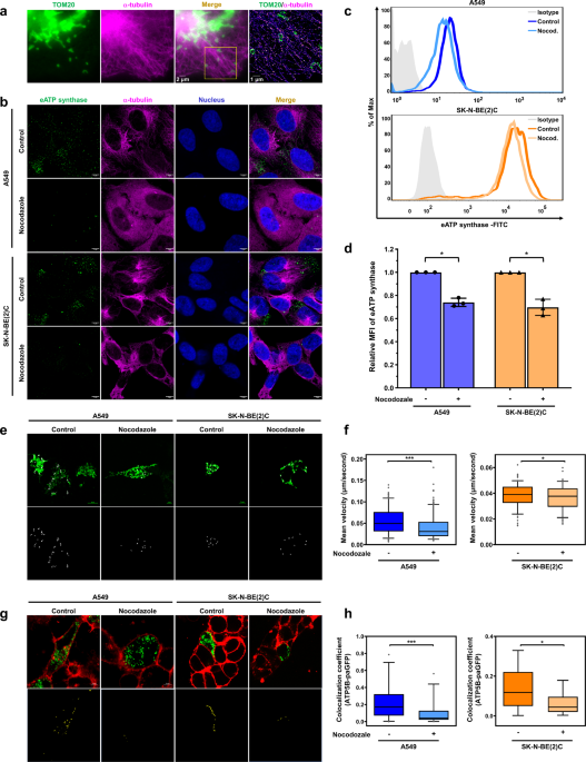 Ectopic ATP synthase stimulates the secretion of extracellular vesicles in  cancer cells