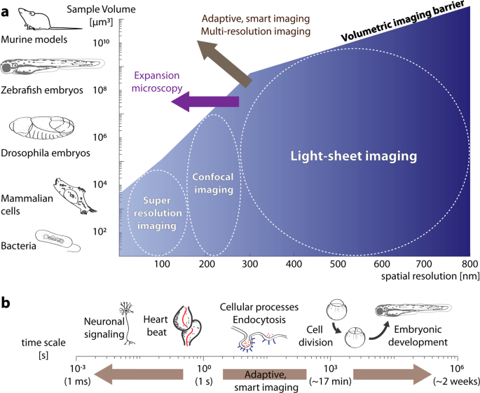 Wavefront shaping: A versatile tool to conquer multiple scattering