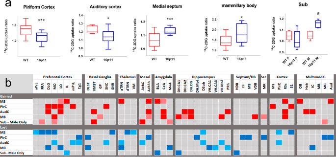 16p11. 2 deletion mice exhibit compromised fronto-temporal connectivity, gabaergic dysfunction, and enhanced attentional ability
