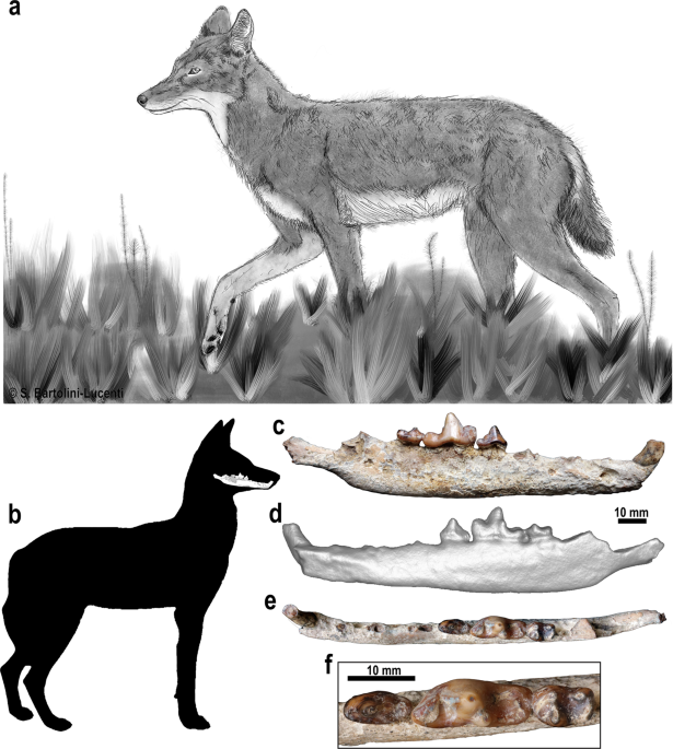 The earliest Ethiopian wolf: implications for the species evolution and its  future survival | Communications Biology