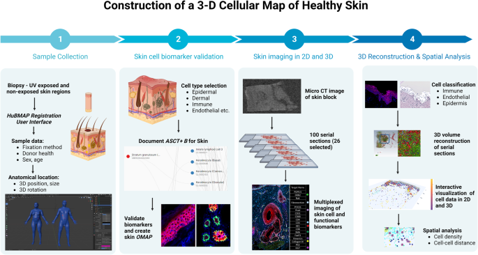 3D reconstruction of skin and spatial mapping of immune cell density,  vascular distance and effects of sun exposure and aging
