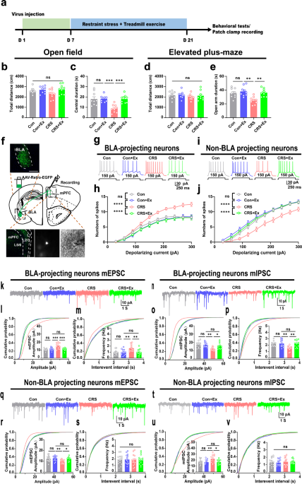Treadmill exercise modulates the medial prefrontal-amygdala neural ... - Nature.com
