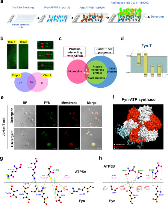 Ectopic ATP synthase stimulates the secretion of extracellular vesicles in  cancer cells