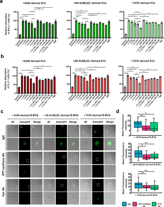 Ectopic ATP synthase stimulates the secretion of extracellular vesicles in  cancer cells
