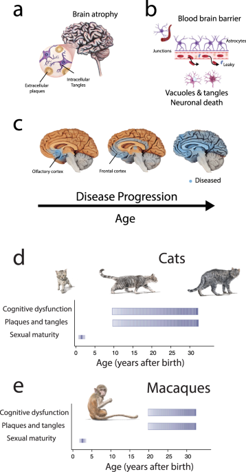 The Natural History of Model Organisms: The Norway rat, from an obnoxious  pest to a laboratory pet