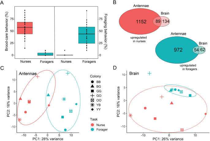 Task-specific odorant receptor expression in worker antennae indicates that sensory filters regulate division of labor in ants