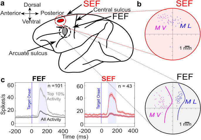 Macaque SEF Neurons Encode Object-Centered Directions of Eye