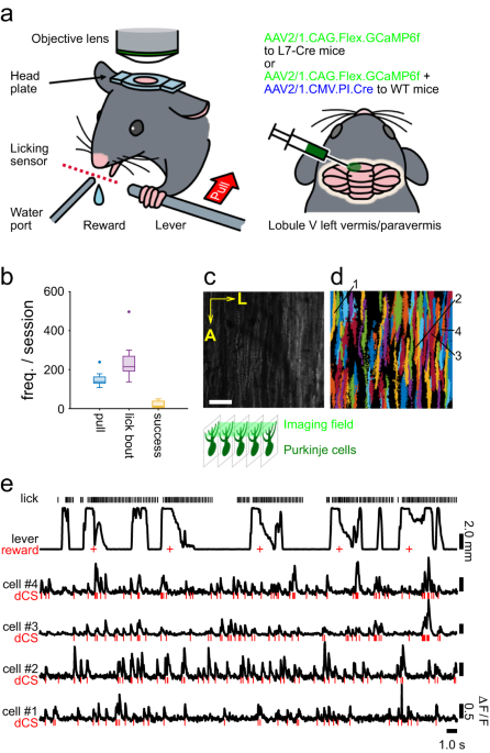 Cerebellar climbing fibers multiplex movement and reward signals ... - Nature.com