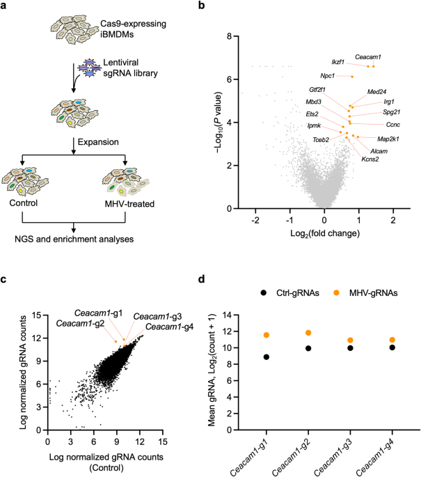 Inflammatory cell death, PANoptosis, screen identifies host factors in ... - Nature.com