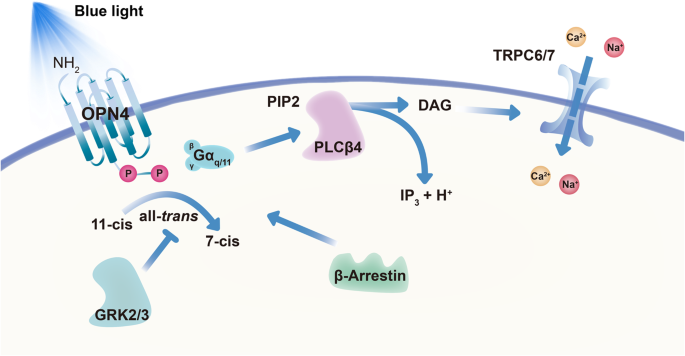 Vesicular glutamate transporter 2 (VGLUT2) is co-stored with PACAP in  projections from the rat melanopsin-containing retinal ganglion cells