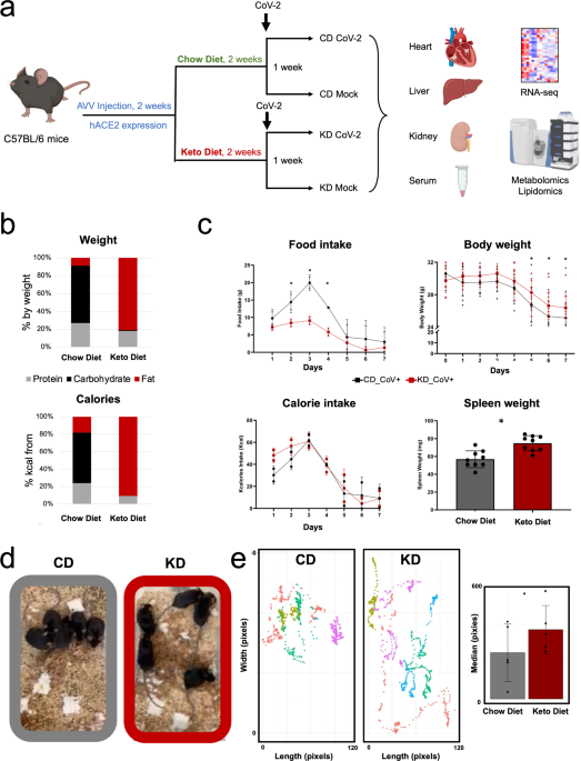 A ketogenic diet can mitigate SARS-CoV-2 induced systemic reprogramming and  inflammation | Communications Biology
