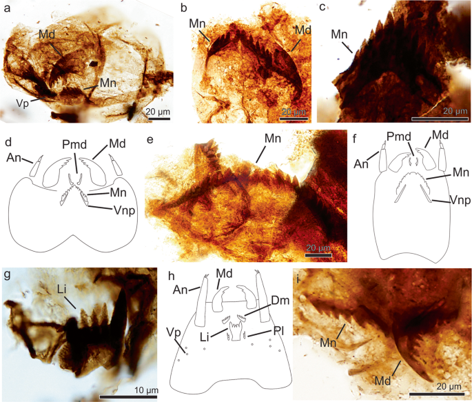 A Maastrichtian insect assemblage from Patagonia sheds light on arthropod diversity previous to the K/Pg event