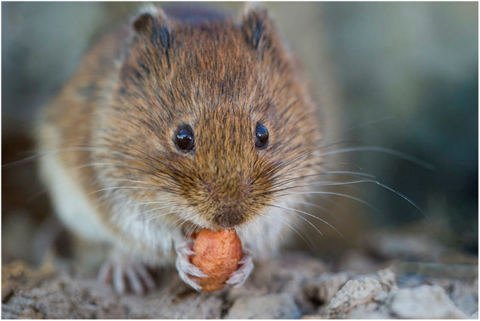 Pair-bonding on the brain | Communications Biology