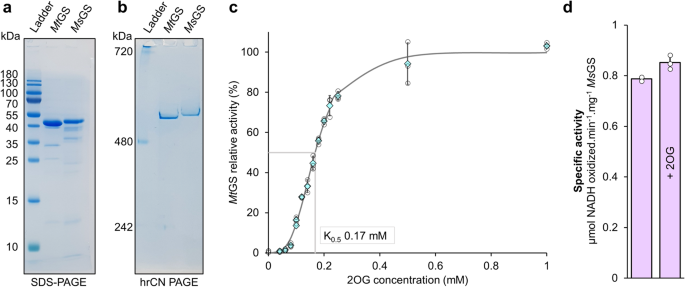 AFTER WHITE 20g×200個 フェニックス 6セット