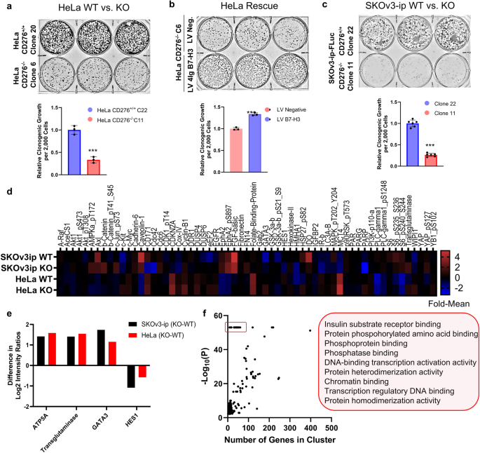 Dimerization of the 4ig isoform of b7-h3 in tumor cells mediates enhanced proliferation and tumorigenic signaling