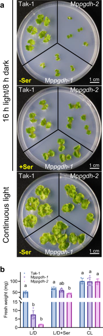 The phosphorylated pathway of serine biosynthesis affects sperm, embryo, and sporophyte development, and metabolism in Marchantia polymorpha