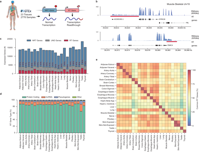 Transcription readthrough is prevalent in healthy human tissues and associated with inherent genomic features