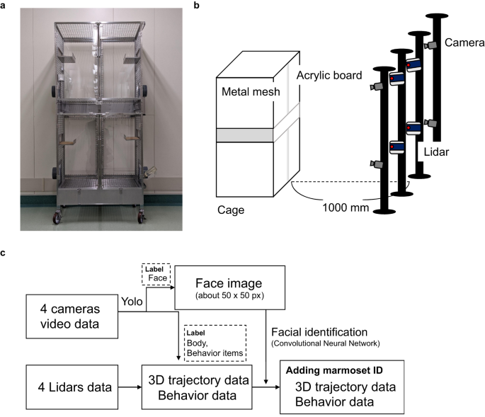 Development of a 3D tracking system for multiple marmosets under  free-moving conditions
