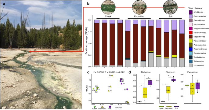 Hot springs viruses at Yellowstone National Park have ancient origins and are adapted to thermophilic hosts