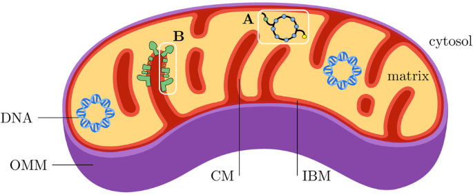 A semi-automatic method for extracting mitochondrial cristae characteristics from 3D focused ion beam scanning electron microscopy data