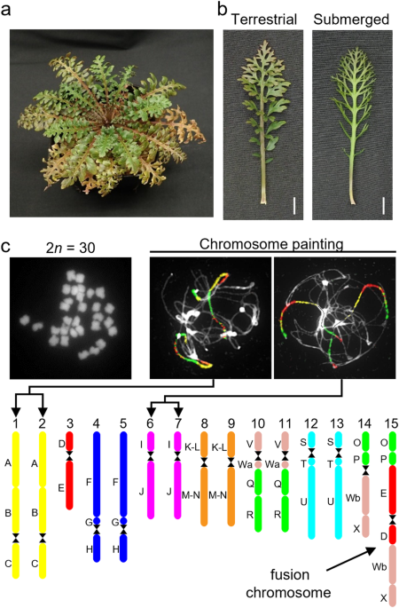 A chromosome-level genome assembly for the amphibious plant rorippa aquatica reveals its allotetraploid origin and mechanisms of heterophylly upon submergence