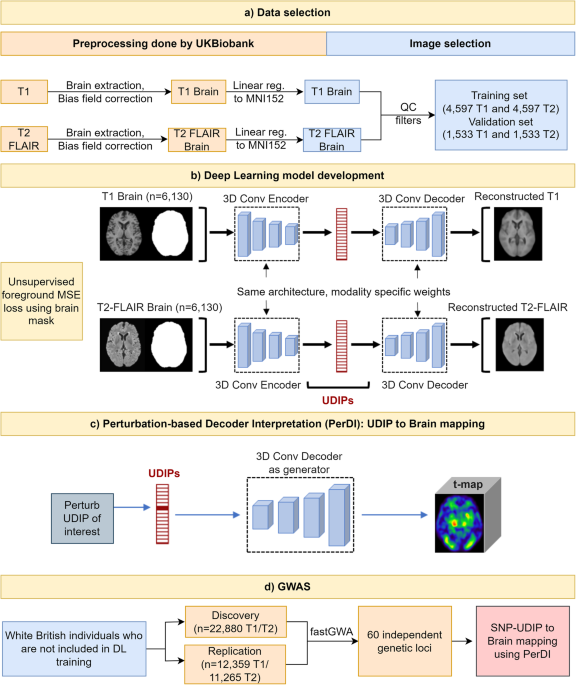 Unsupervised deep representation learning enables phenotype discovery for genetic association studies of brain imaging | Communications Biology unsupervised-deep-representation-learning-enables-phenotype-discovery-for-genetic-association-studies-of-brain-imaging-communications-biology