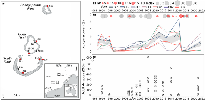Resilience to periodic disturbances and the long-term genetic stability in acropora coral