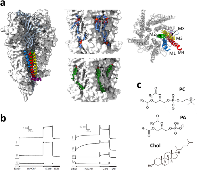 State-dependent binding of cholesterol and an anionic lipid to the muscle-type Torpedo nicotinic acetylcholine receptor