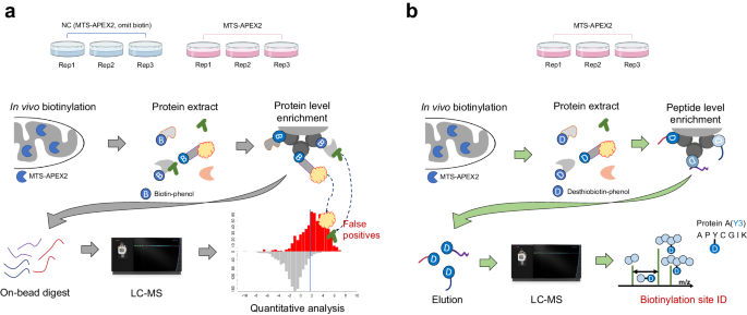 biotin extraction chromatography process diagram