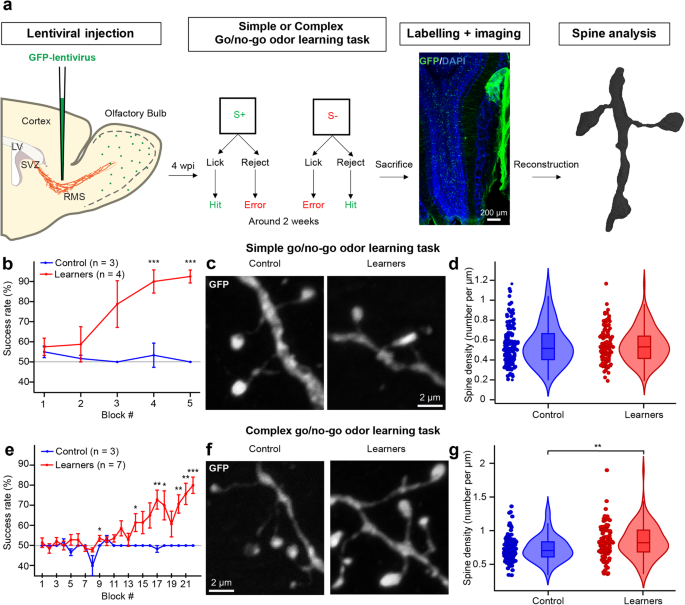 Distinct forms of structural plasticity of adult-born interneuron spines in the mouse olfactory bulb induced by different odor learning paradigms