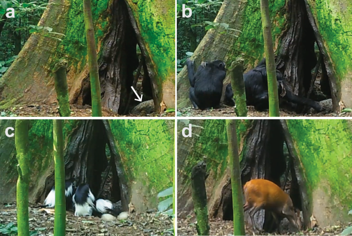 Selective deforestation and exposure of African wildlife to bat-borne viruses