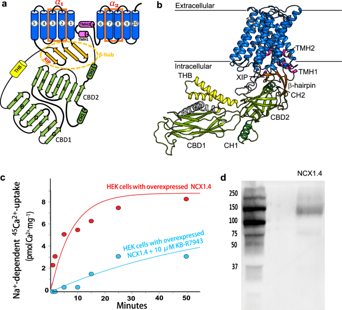 Structural dynamics of na+ and ca2+ interactions with full-size mammalian ncx
