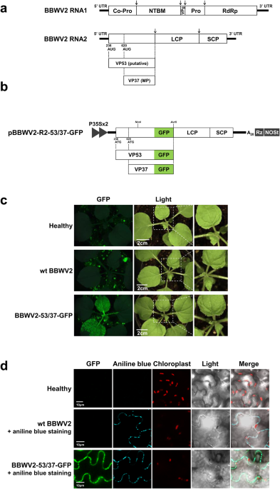 The VP53 protein encoded by RNA2 of a fabavirus, broad bean wilt virus 2, is essential for viral systemic infection