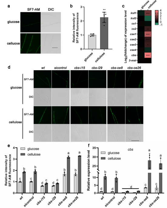 The cbs/h2s signalling pathway regulated by the carbon repressor crea promotes cellulose utilization in ganoderma lucidum