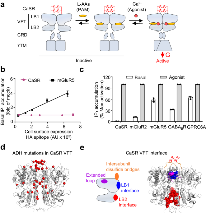 Absence of calcium-sensing receptor basal activity due to inter-subunit disulfide bridges