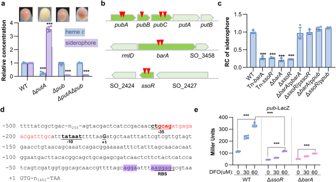 Multifaceted regulation of siderophore synthesis by multiple regulatory systems in shewanella oneidensis