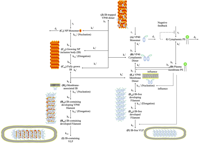 Impact of Ebola virus nucleoprotein on VP40 virus-like particle 