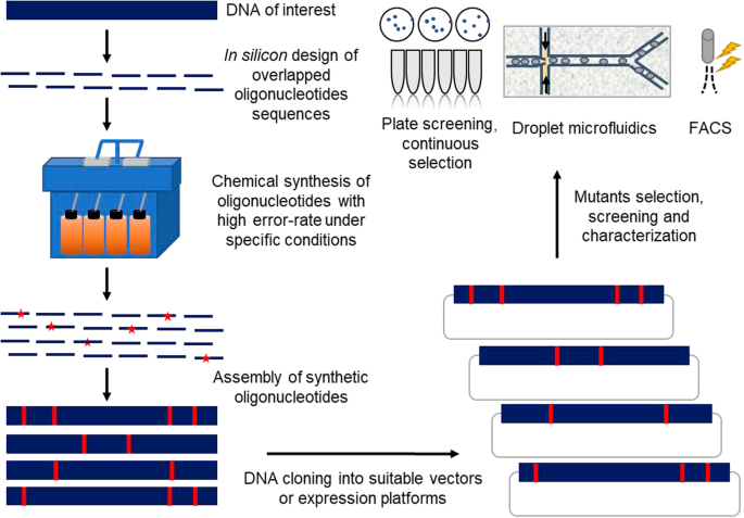 In vitro generation of genetic diversity for directed evolution by 