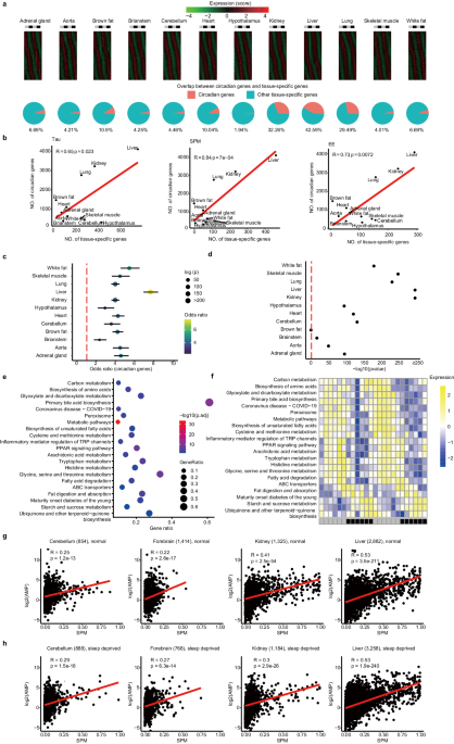 Circadian-driven tissue specificity is constrained under caloric restricted feeding conditions