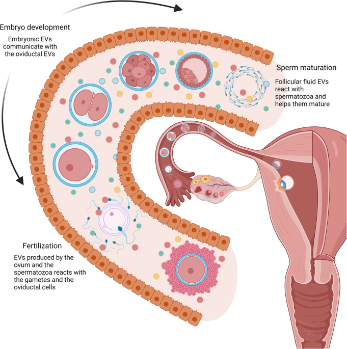 The evolving roles of extracellular vesicles in embryo-maternal ...