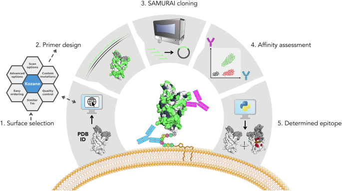 Mammalian cell display with automated oligo design and library 
