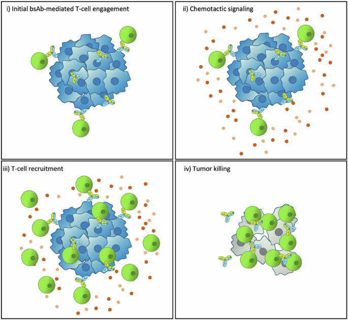 CD3-engaging bispecific antibodies trigger a paracrine regulated 