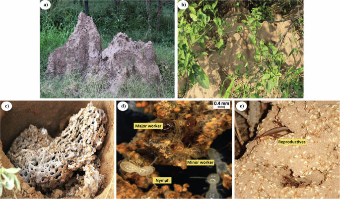Investigation into how Odontotermes obesus maintains a 