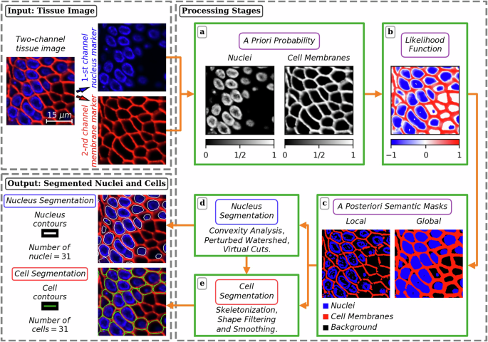UNSEG: unsupervised segmentation of cells and their nuclei in complex ...