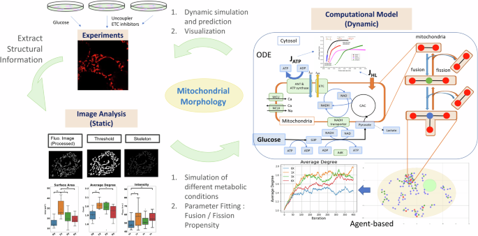 Metabolic regulation of mitochondrial morphologies in pancreatic beta ...