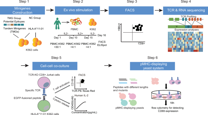Identification of virus epitopes and reactive T-cell receptors from ...