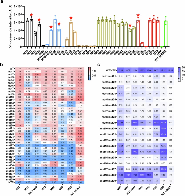 Iterative crRNA design and a PAM-free strategy enabled an ultra ...