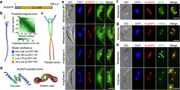 nusap4-regulates-chromosome-segregation-in-trypanosoma-brucei-by-promoting-bipolar-spindle-assembly-communications-biology